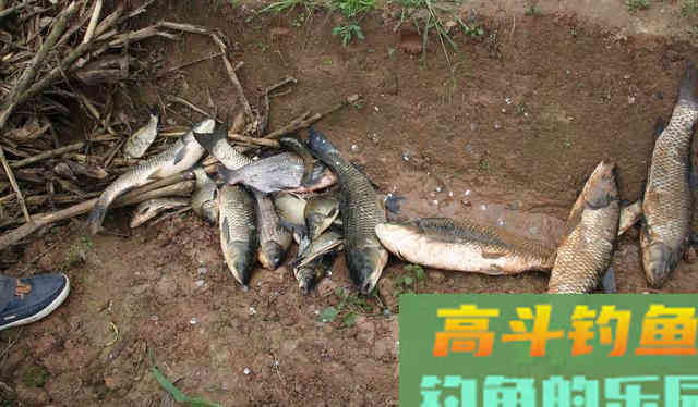 只要窝子打得对路子,连蚯蚓都能钓上来草鱼 只要窝子打得对路子,连蚯蚓都能钓上来草鱼