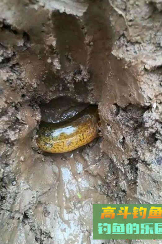 黄鳝洞怎么找?我来告诉你 黄鳝洞怎么找?我来告诉你