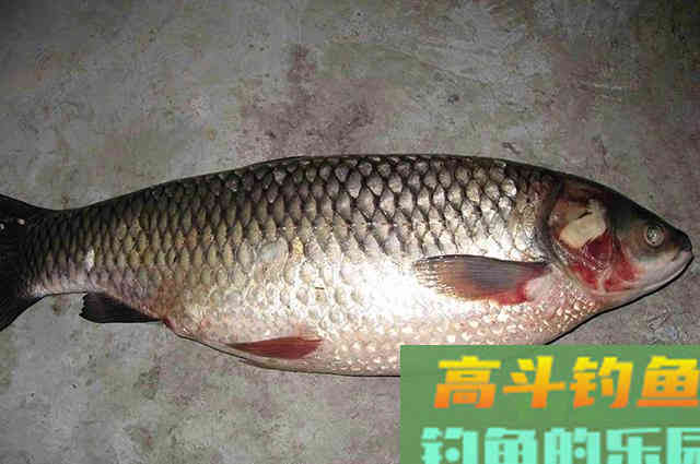垂钓草鱼思路分享，多钓草鱼可以来看看