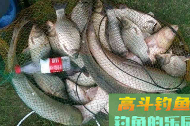 三番五次提醒你,秋天只要有这草鱼钓法 三番五次提醒你,秋天只要有这草鱼钓法