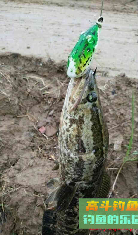 黑鱼什么时候开始活动?野钓客告诉你! 黑鱼什么时候开始活动?野钓客告诉你!