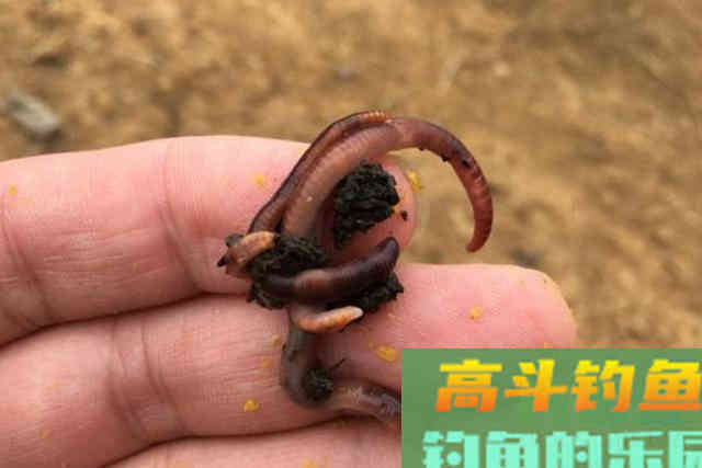 实话告诉你，这鲫鱼钓法比手竿钓更管用
