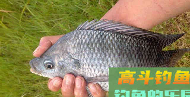 钓一条不认识的鱼,色泽金黄、身材肥硕 钓一条不认识的鱼,色泽金黄、身材肥硕
