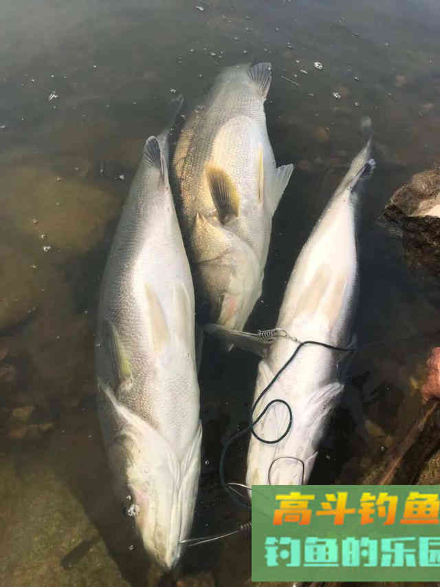 鲢鳙垂钓，钓底与钓浮根据水域季节选择的技巧