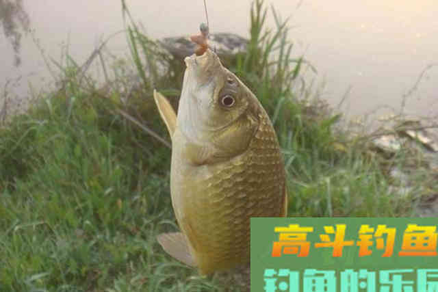 春节一过，大板鲫只需按我说的钓,连杆不断