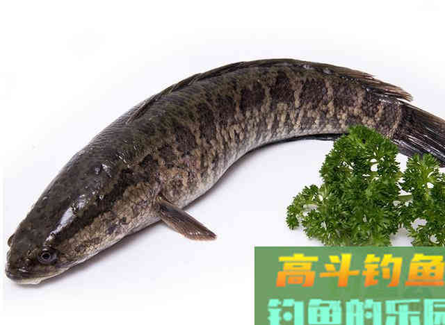 黑鱼的生存方式，以及哺育小黑鱼的理解