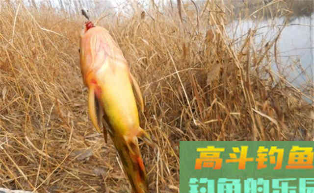 秋末冬初,钓黄颡鱼用这饵料和钓法 秋末冬初,钓黄颡鱼用这饵料和钓法