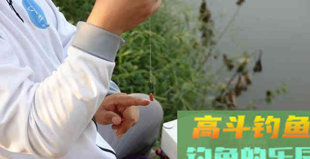 野钓鲫鱼怪现象，为何浮漂乱抖提竿无鱼