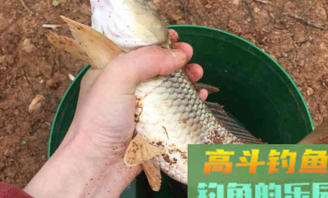 最适合早春钓鱼的3种天气，随便找个钓位鲫鱼连竿上