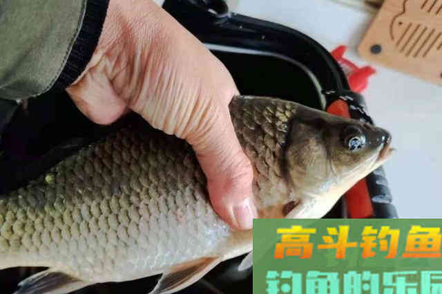 早春想狂拉大板鲫？果断试用这3招，比冬天更好钓