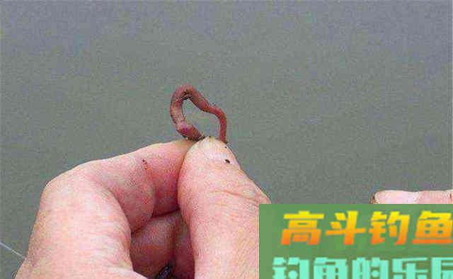 秋末钓鲫鱼，蚯蚓直接挂钩只是&ldquo;起步&rdquo;用法