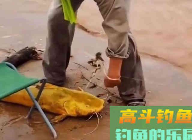 想要收获大鲶鱼,就要了解鲶鱼的生活习性 想要收获大鲶鱼,就要了解鲶鱼的生活习性