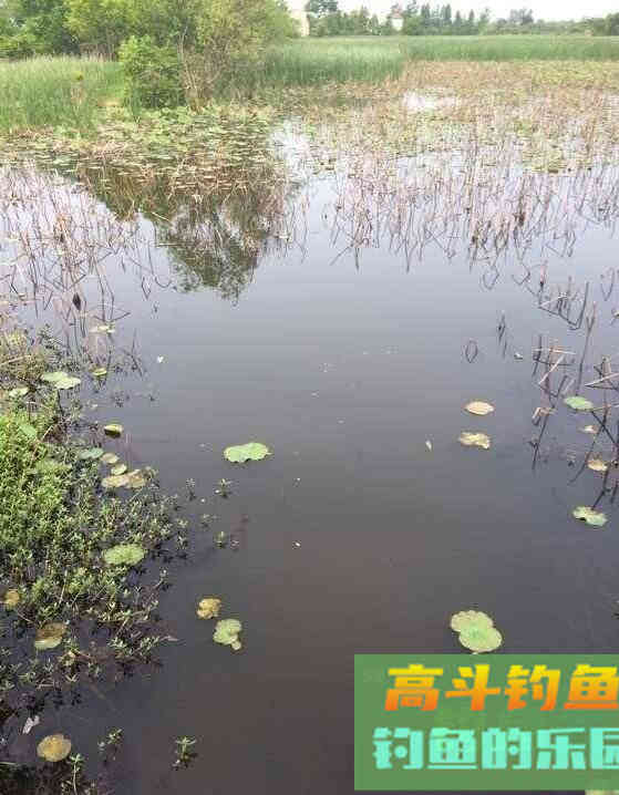 野钓时水太肥，怎么钓鲫鱼？一起来学学