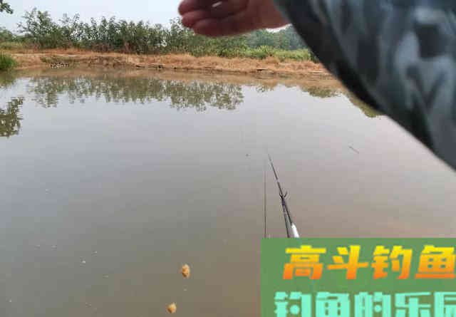 鲫鱼的长相，鲤鱼的胃口，黑坑钓工程鲫