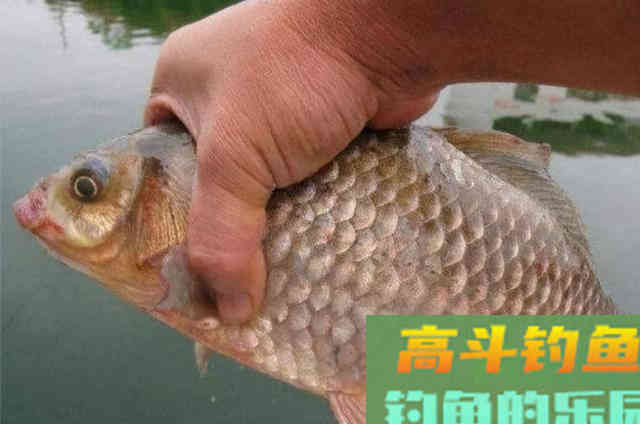 冬天的板鲫特难钓,庆幸老司机透露这几招 冬天的板鲫特难钓,庆幸老司机透露这几招