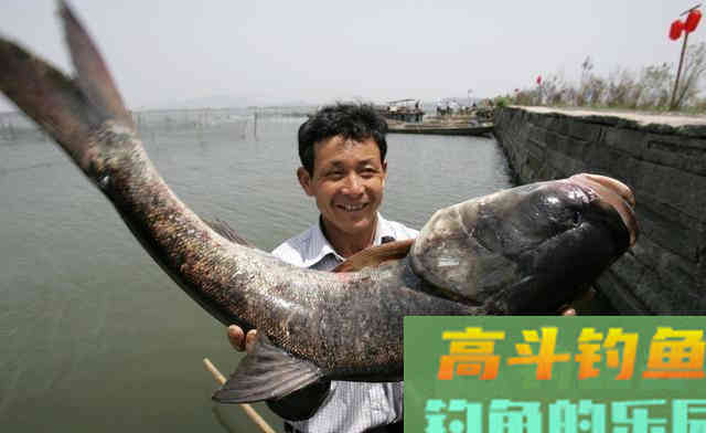 冬季如何钓起鲢鳙？低温钓鲢鳙的2大核心3个基础