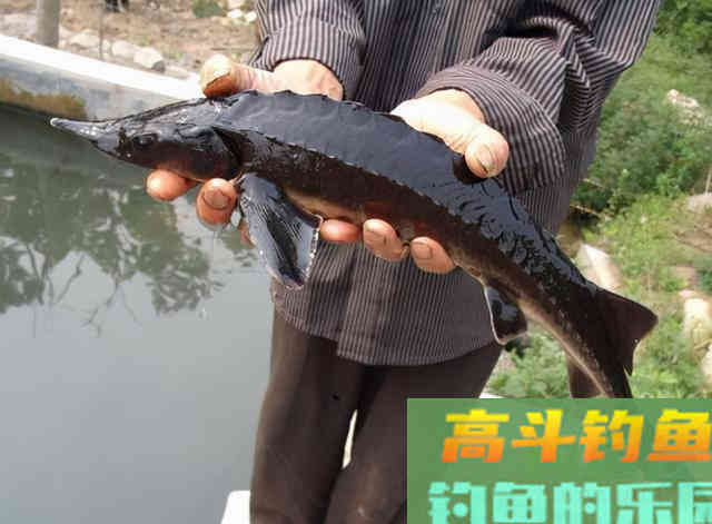 钓鲟鱼之前,你得搞明白鲟鱼喜欢吃什么 钓鲟鱼之前,你得搞明白鲟鱼喜欢吃什么