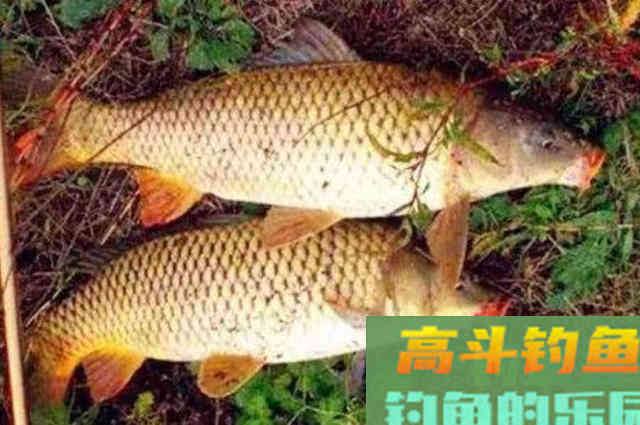 鲤鱼再狡猾,遇到这钓法也得快速上岸 鲤鱼再狡猾,遇到这钓法也得快速上岸