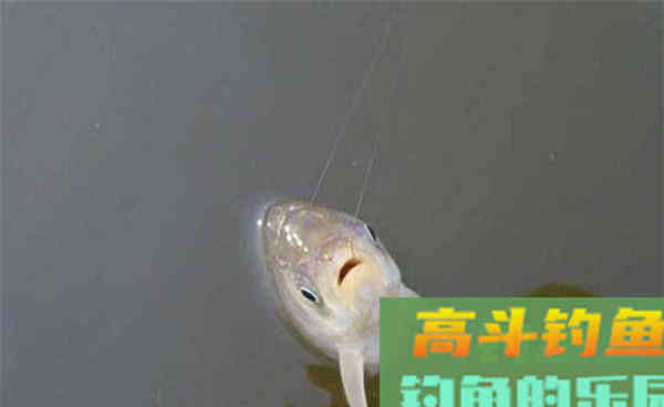 冬季钓鲫鱼5要诀，鱼口越轻越是讲究方法