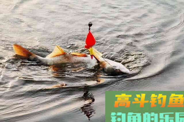 初冬这么搞，十一月份也能连杆上鲢鱼