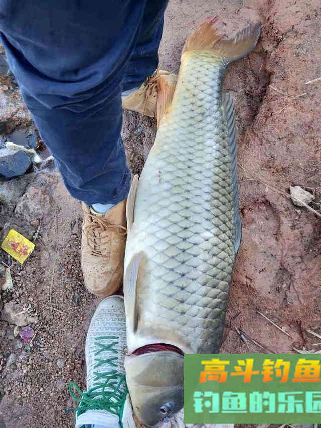 秋季钓鲤鱼黄金季，大鲤尤其活跃，攻略及技巧分享