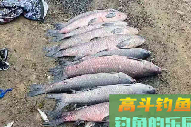 热天用这青鱼钓法，比狂拔鲤鱼更痛快