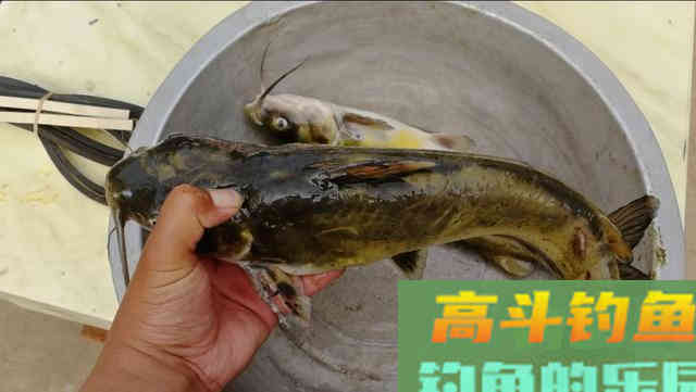 秋钓黄颡鱼,学会这样钓,少走弯路渔获多 秋钓黄颡鱼,学会这样钓,少走弯路渔获多