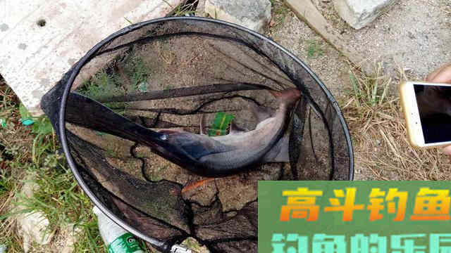 鸭嘴鱼的介绍，与鸭嘴鱼的垂钓方法技巧
