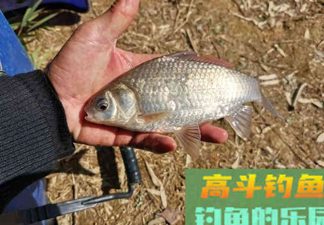 连续钓了荒废山塘里的不少白鲫,鱼获为何反降不升 连续钓了荒废山塘里的不少白鲫,鱼获为何反降不升