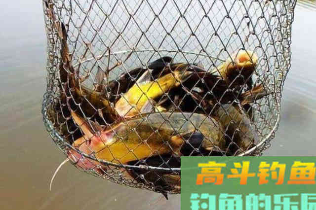 三伏天了，我就喜欢用这黄骨鱼钓法，用二十年没失效