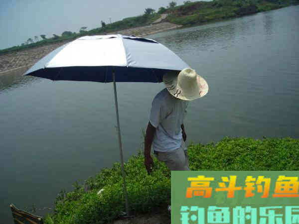 老司机分享多年钓鲢鳙的经验 老司机分享多年钓鲢鳙的经验