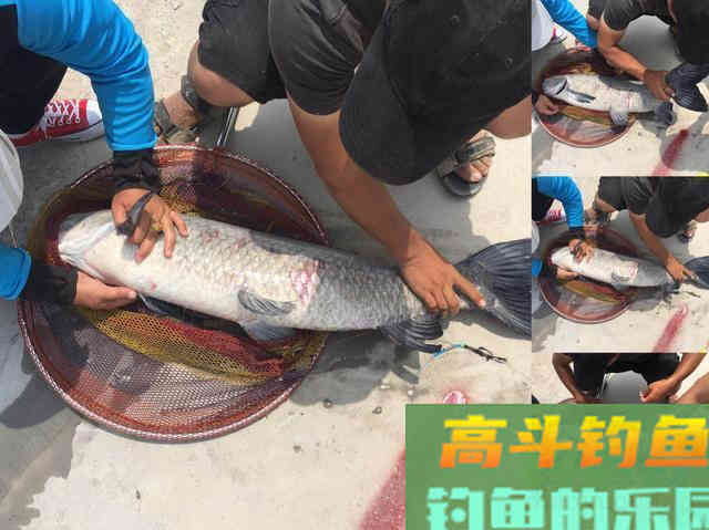 黑坑钓青鱼获得好收获，装备很重要有四点值得注意