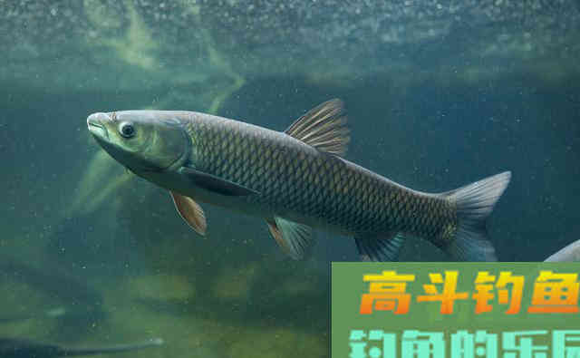 底浮钓法钓草鱼,又一神奇钓法之浮漂调钓和寻找鱼层 底浮钓法钓草鱼,又一神奇钓法之浮漂调钓和寻找鱼层