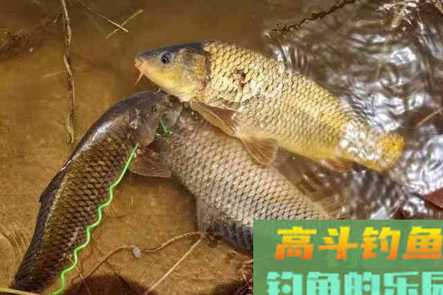 热天用这两种方法来招待鲫鲤鱼，效果好到爆