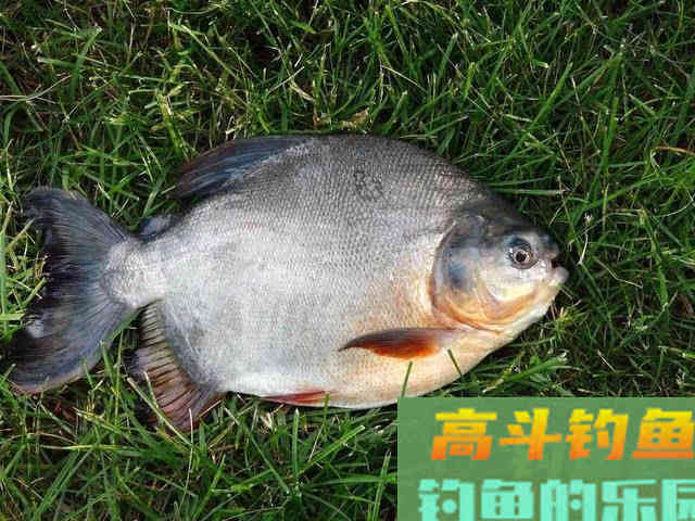 垂钓淡水白鲳，的用饵、钓具选择与钓法技巧