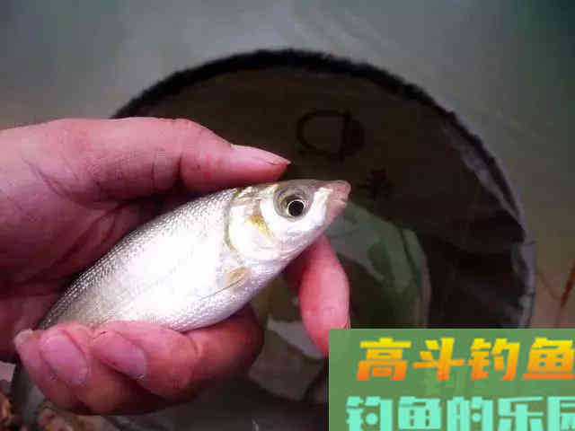 如何垂钓黄尾鱼，老手最有效果的4个办法