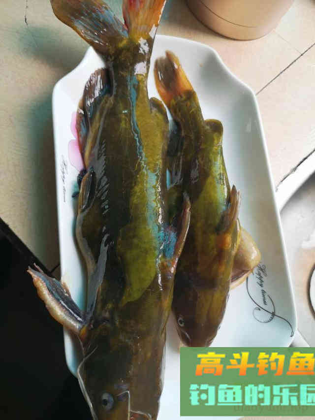 秋季钓黄骨鱼攻略，连竿并不难