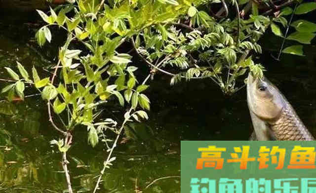 秋季钓草鱼，用这种有特色的钓法