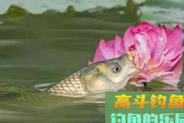 气温太高，别怪草鱼不咬钩，那是你没试过这几招