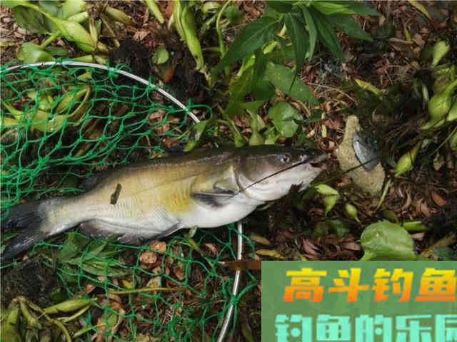 美国的叉尾鮰该如何垂钓?是否对本地鱼种构成威胁 美国的叉尾鮰该如何垂钓?是否对本地鱼种构成威胁