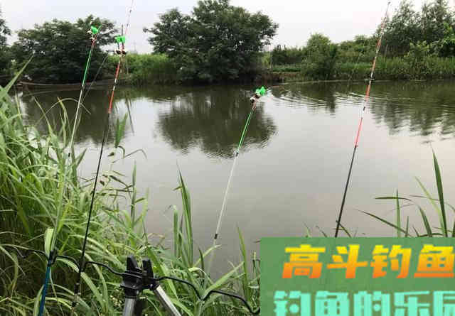 大鲤鱼狡猾至极,钓灵不如钓笨,黑漂后再起竿中鱼率高 大鲤鱼狡猾至极,钓灵不如钓笨,黑漂后再起竿中鱼率高
