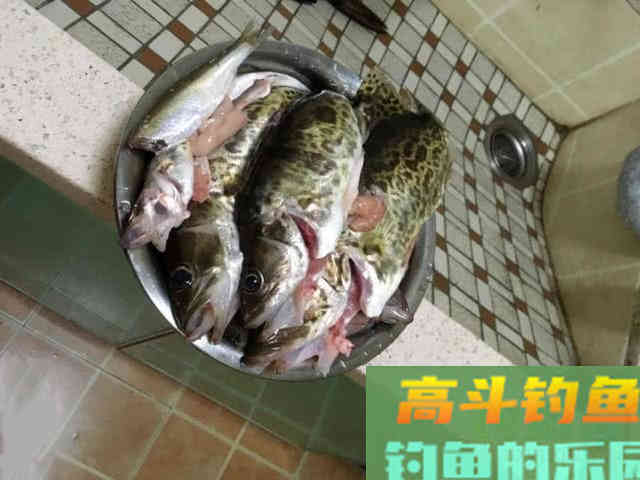 手竿也能钓到鳜鱼?钓鱼人非要这么干,我有两种方法 手竿也能钓到鳜鱼?钓鱼人非要这么干,我有两种方法