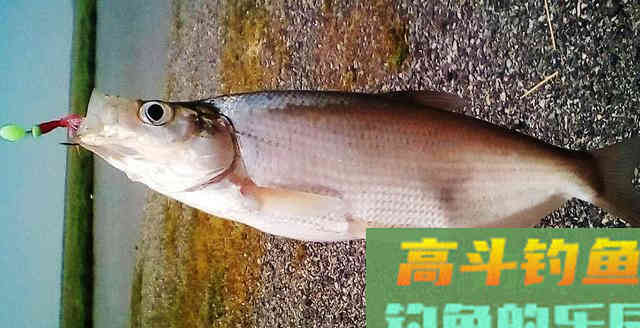 钓不到大翘嘴，不是因为鱼少，而是你不够了解它们的习性