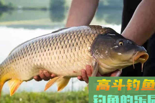 窝料投放越多越钓不好鲤鱼，按我说的做