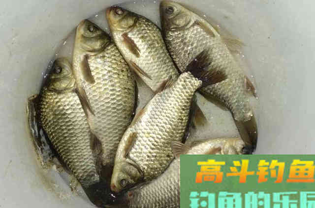 在深秋初冬时期，利用串钩钓法来野钓鲫鱼的一些钓法技巧