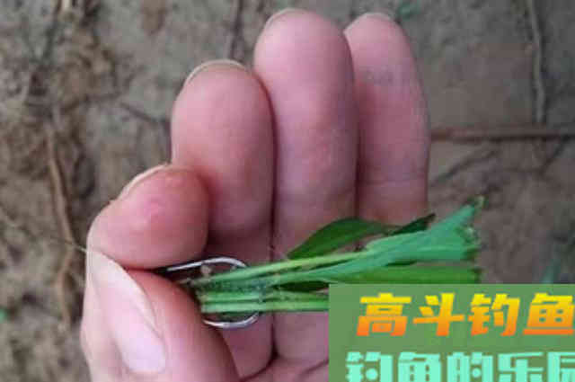 秋天钓草鱼，试试这3招，小心竿子被拉断