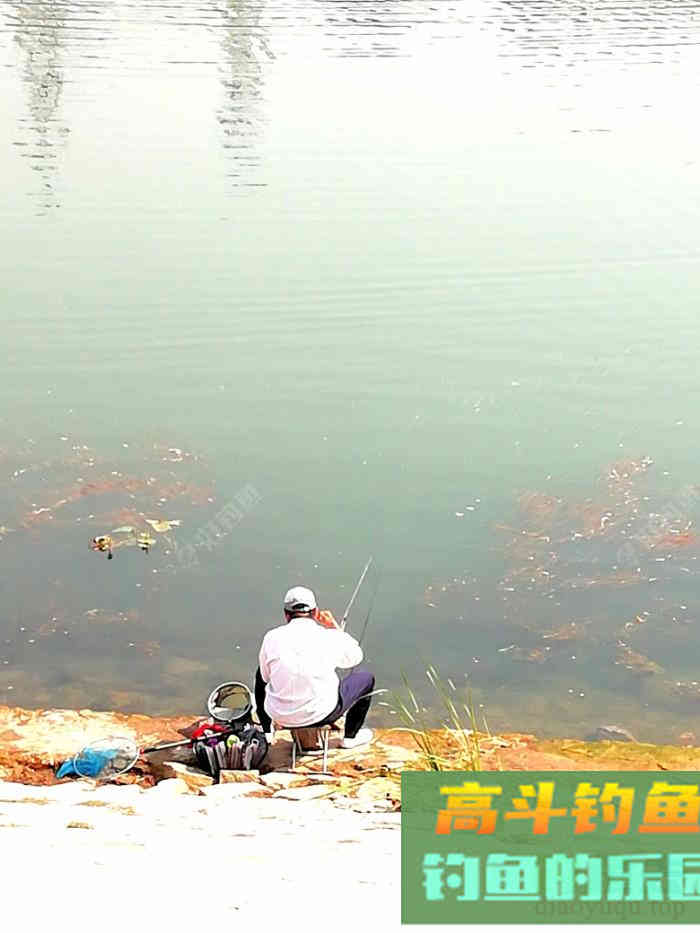 鲫鱼难钓的关键点和关联点,盛夏钓鲫浅探 鲫鱼难钓的关键点和关联点,盛夏钓鲫浅探
