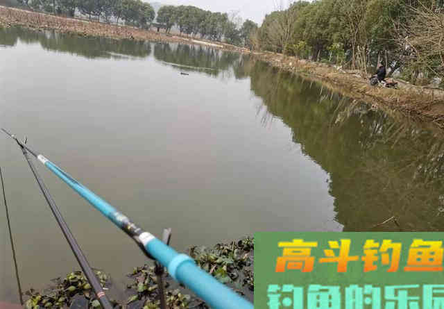 如何在藕塘钓鲫鱼？结合生活规律，谈选位与做窝