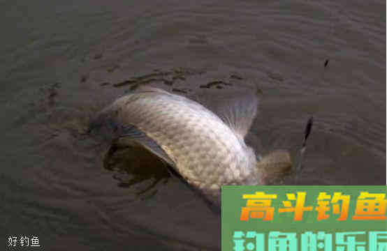 夏季钓鲫鱼的四个技巧,学会更容易上鱼 夏季钓鲫鱼的四个技巧,学会更容易上鱼