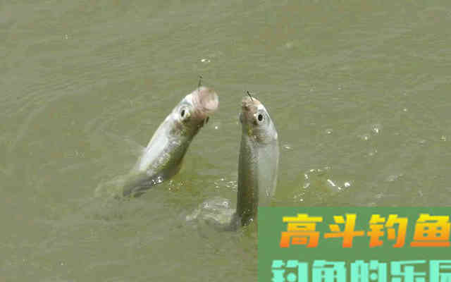 野钓时，大小鲫鱼都进窝，有什么办法只钓大鲫